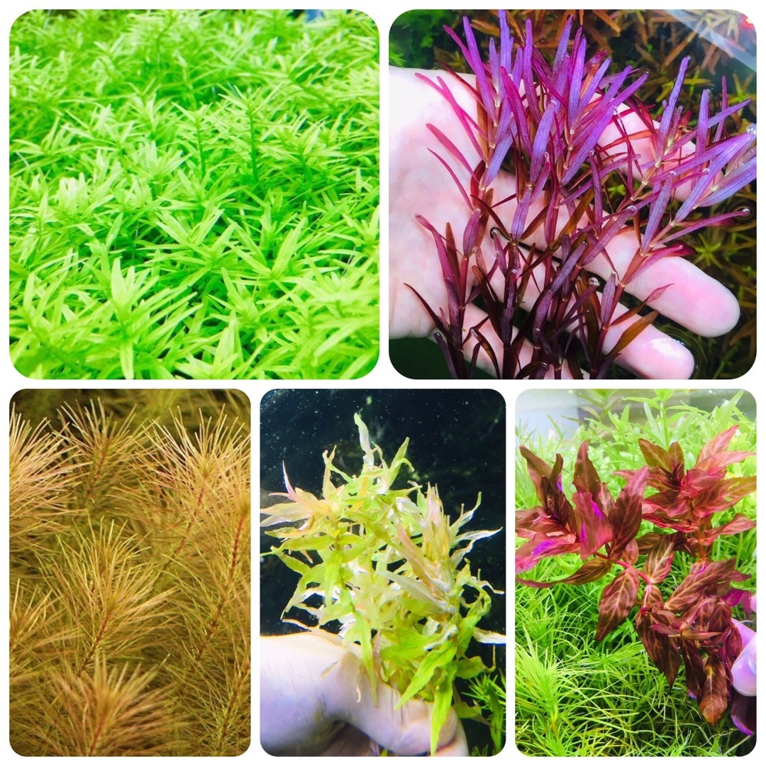 水草セット　5種類 水中葉　無農薬　無害虫