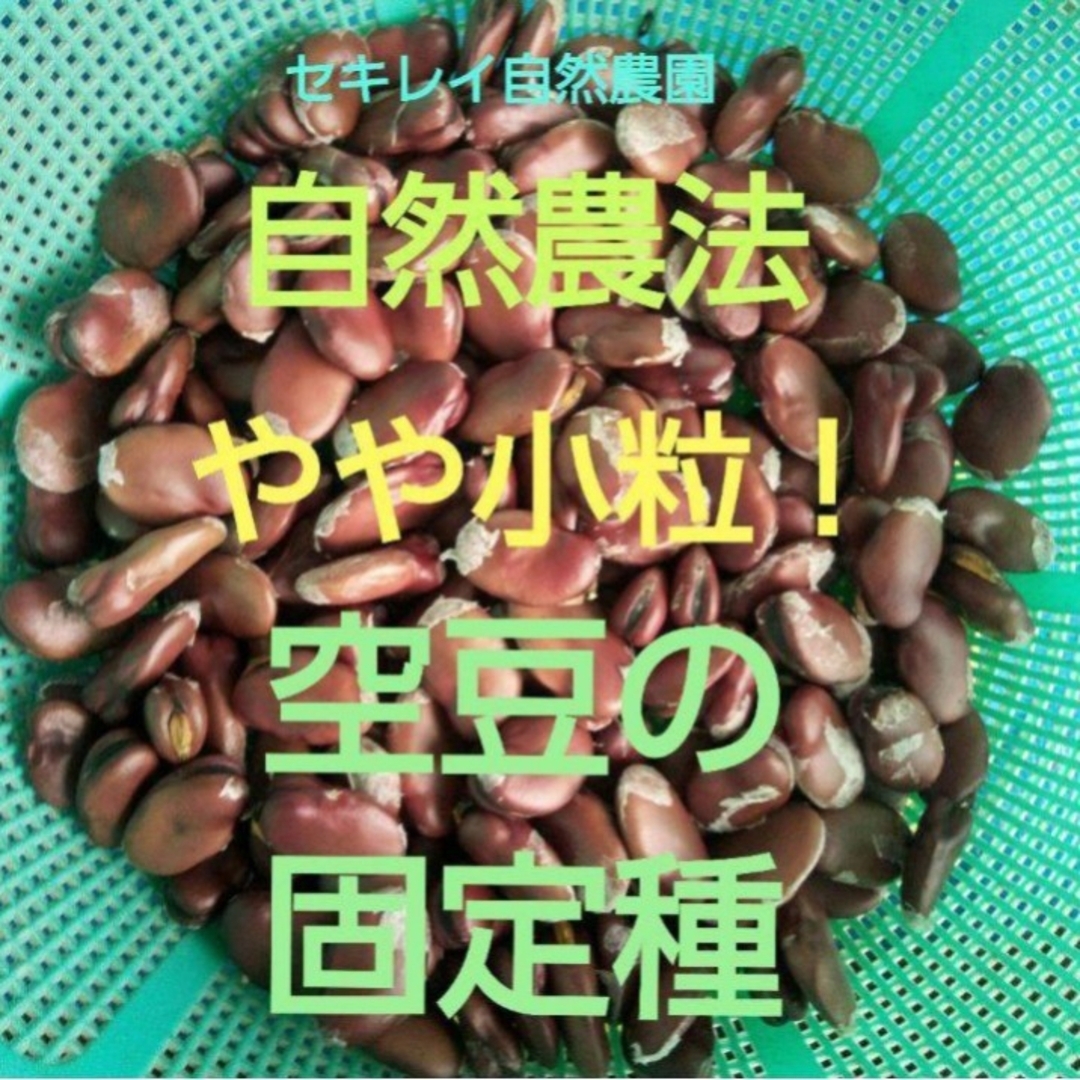 自然農法　やや小粒の空豆の固定種　１５粒～１９粒 食品/飲料/酒の食品(野菜)の商品写真