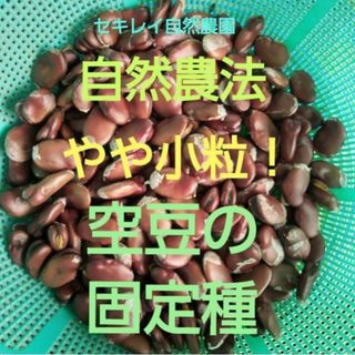 自然農法　やや小粒の空豆の固定種　１５粒～１９粒(野菜)