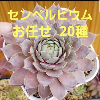 多肉植物 センペルビウム 20種set 名前あり (その他)