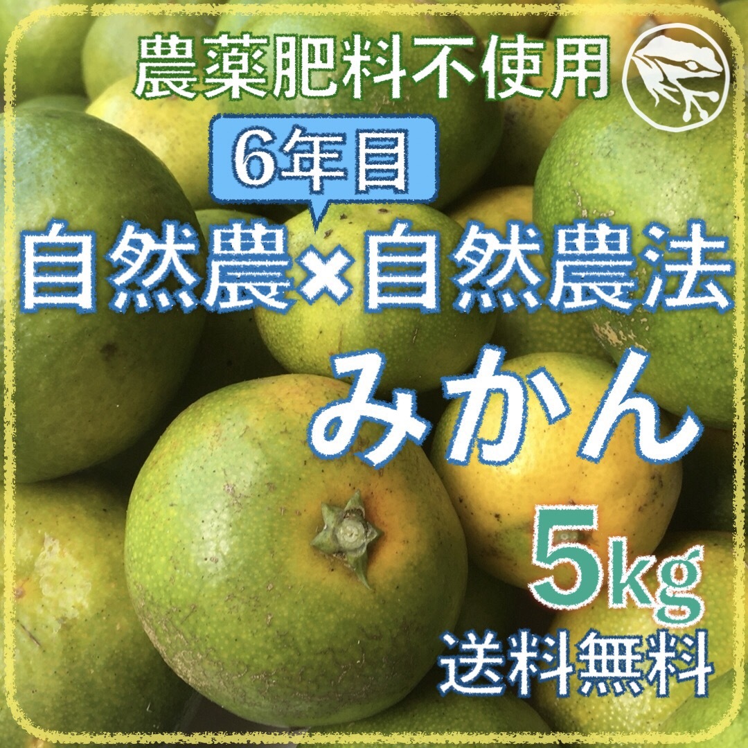 自然農みかん1kg 6年目 農薬肥料不使用 自然農法 海乃蛙自然農園