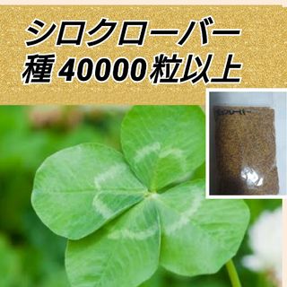 ホワイトクローバー 花種 たっぷり40000粒以上(プランター)