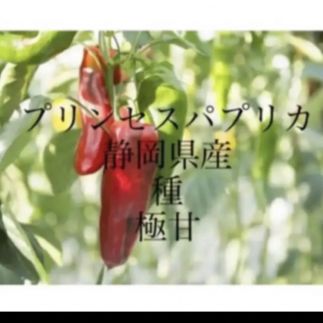 プリンセスパプリカ種 食品/飲料/酒の食品(野菜)の商品写真
