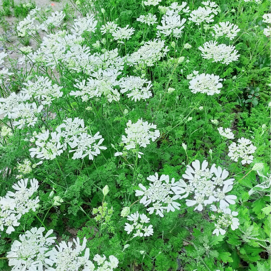 キバナコスモス 5苗、花の種3種 ハンドメイドのフラワー/ガーデン(プランター)の商品写真