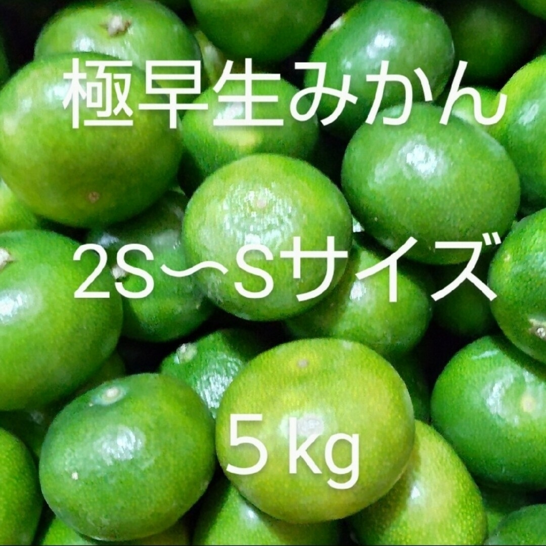 極早生みかん 宮崎県産 約5kg みかん 日南みかん 南郷みかんの通販 by aoki-seika's shop｜ラクマ