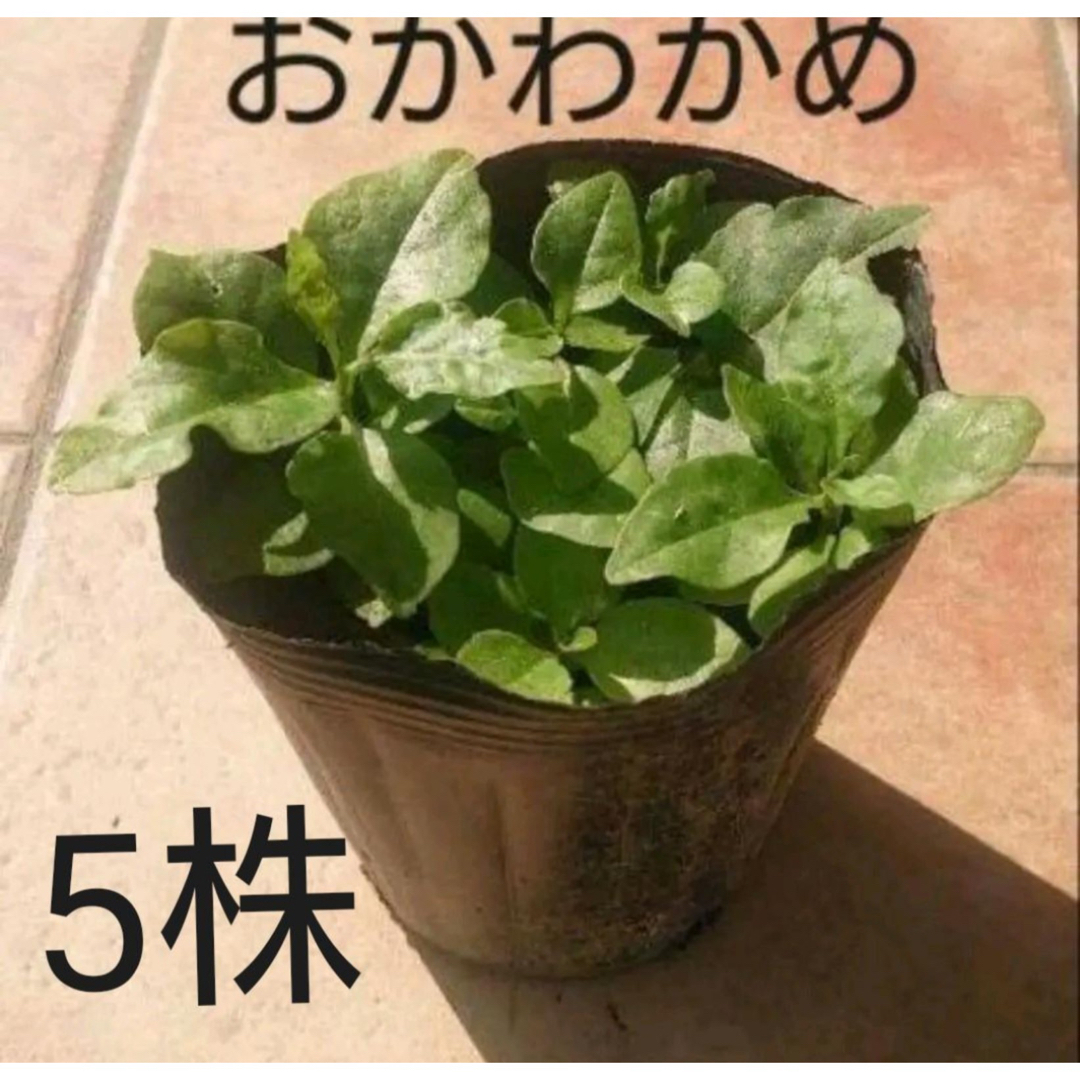 おかわかめの苗　5株 食品/飲料/酒の食品(野菜)の商品写真