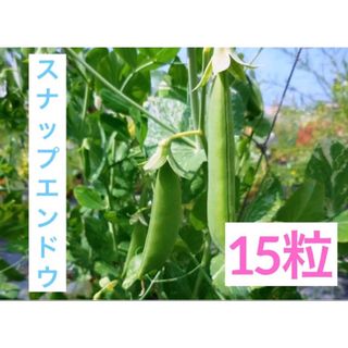 スナップエンドウ サヤ 実えんどう豆 15粒 トライ家庭菜園(野菜)