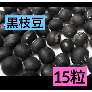 かんたん栽培 黒枝豆 15粒 丹波の黒豆 黒 大豆系◆家庭菜園 エスディージーズ(野菜)