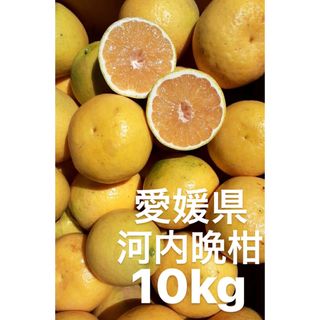 愛媛県産　宇和ゴールド　河内晩柑　10kg(フルーツ)