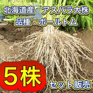 5株セット特別価格　北海道産　アスパラガス　株　苗(野菜)