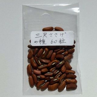 三尺ささげの種60粒(野菜)