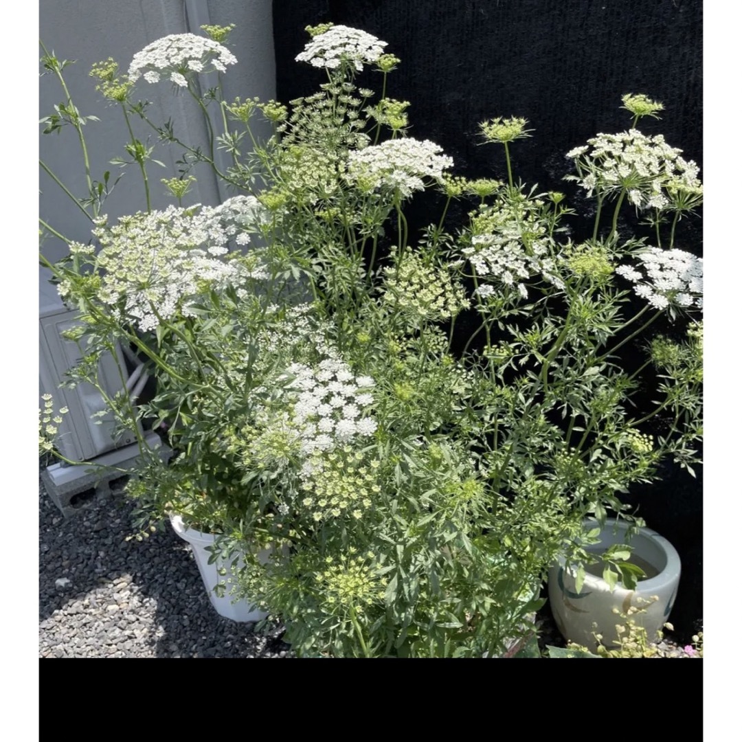 ホワイトレースフラワー種、ブラックレースフラワー種 ハンドメイドのフラワー/ガーデン(その他)の商品写真