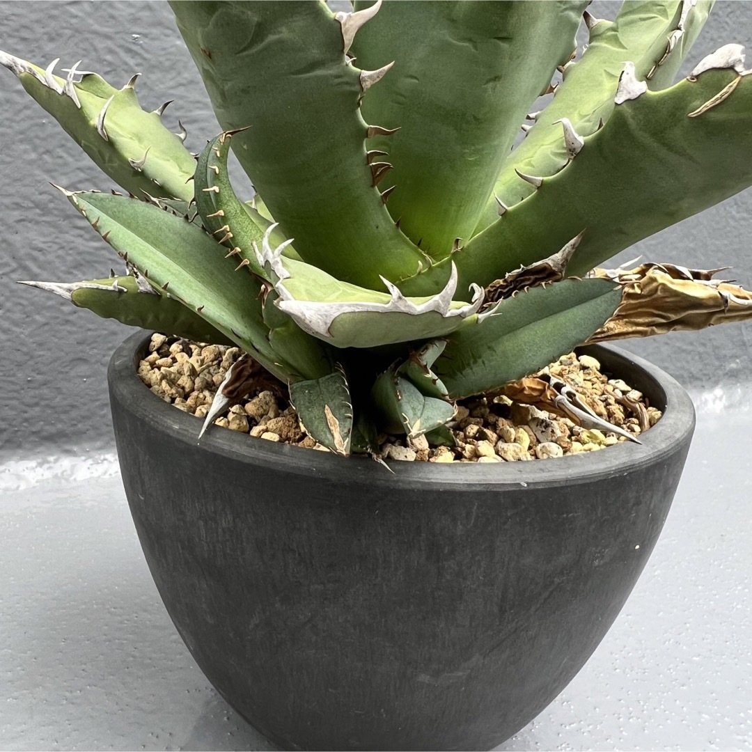 agave アガベ titanota チタノタ 選抜株 fo076 白鯨 - 植物/観葉植物