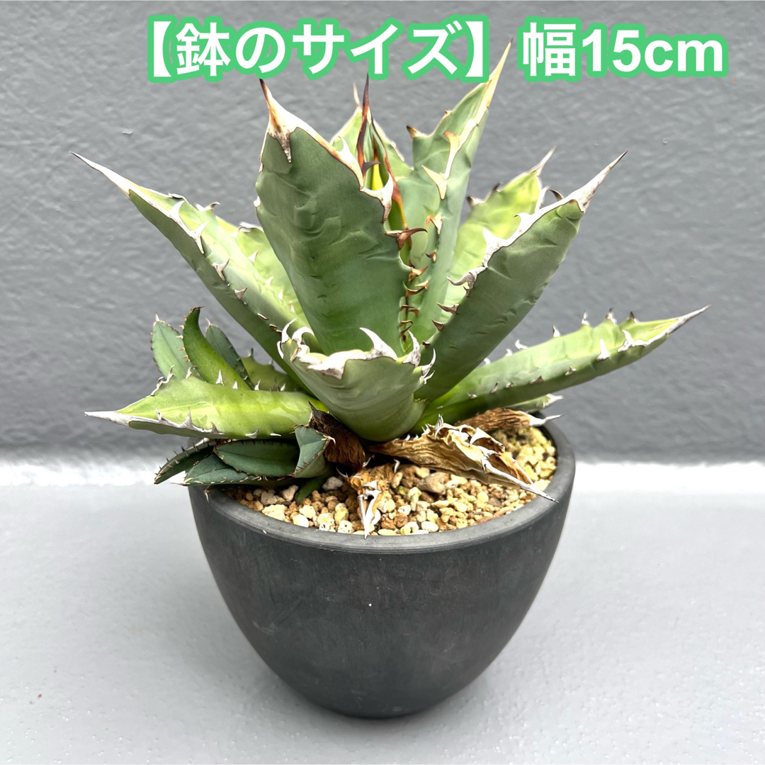 agave アガベ titanota チタノタ 白鯨 選抜株 fo076