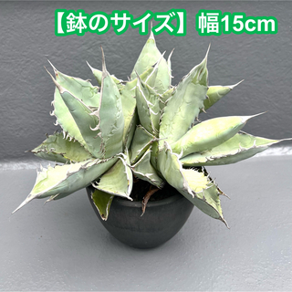 agave アガベ titanota WIB チタノタ ホワイトアイスブルー(その他)