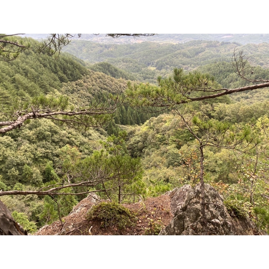 【健康素材】山岳の赤松　大容量　松葉3kg 天然松の葉 良質素材 まつの葉