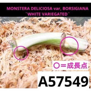 【最終価格】A57549／お買い得‼️茎／ホワイトタイガー 斑入りモンステラ(その他)