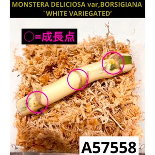 A57558／お買い得‼️茎／ホワイトタイガー  斑入りモンステラ(その他)