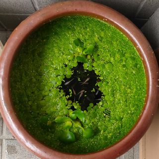 メダカ水草 5種セット(アクアリウム)