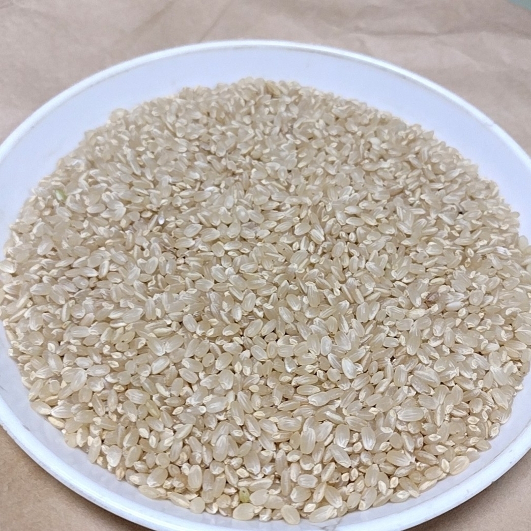 キヌヒカリ 玄米 20kg 令和5年 徳島産