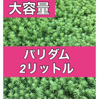 パリダム　2リットル(ドライフラワー)