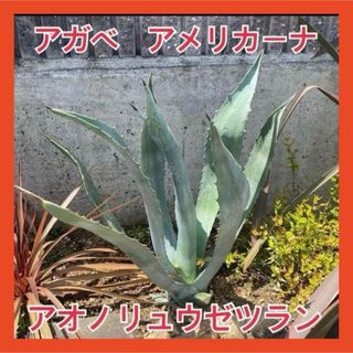 値下げ17. アガベ アオノリュウゼツラン アメリカーナ観葉植物 ドライガーデン(プランター)