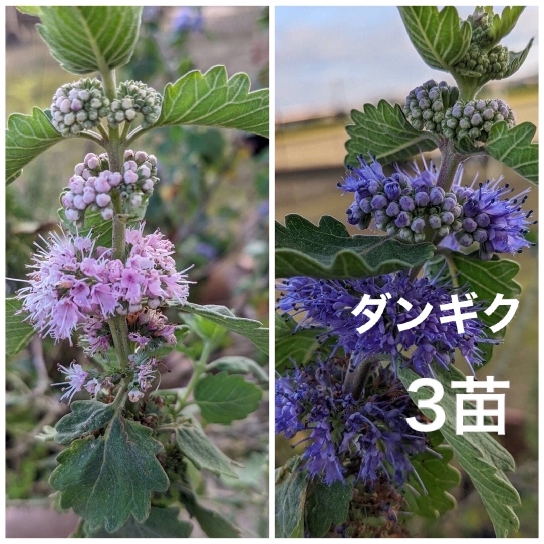 花苗　ダンギク　段菊　根付き　抜き苗　3苗（ピンク・紫　これから花が咲きます） ハンドメイドのフラワー/ガーデン(プランター)の商品写真