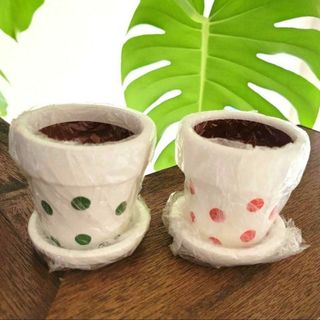 新品  ２点セット　プランター　植木鉢　ドット　水玉 　レッド　グリーン(プランター)