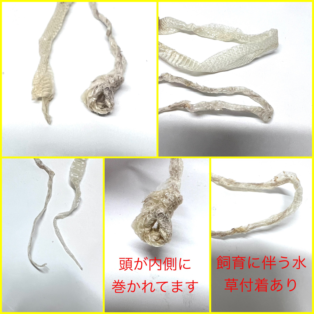 蛇 白蛇抜け殻 脱皮 一本抜け殻 ベビー ２匹セット　　　Ｂ その他のペット用品(爬虫類/両生類用品)の商品写真