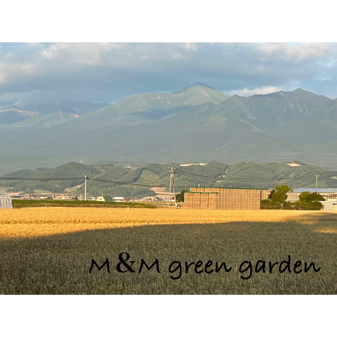 北海道産 野菜セット詰め合わせ 食品/飲料/酒の食品(野菜)の商品写真