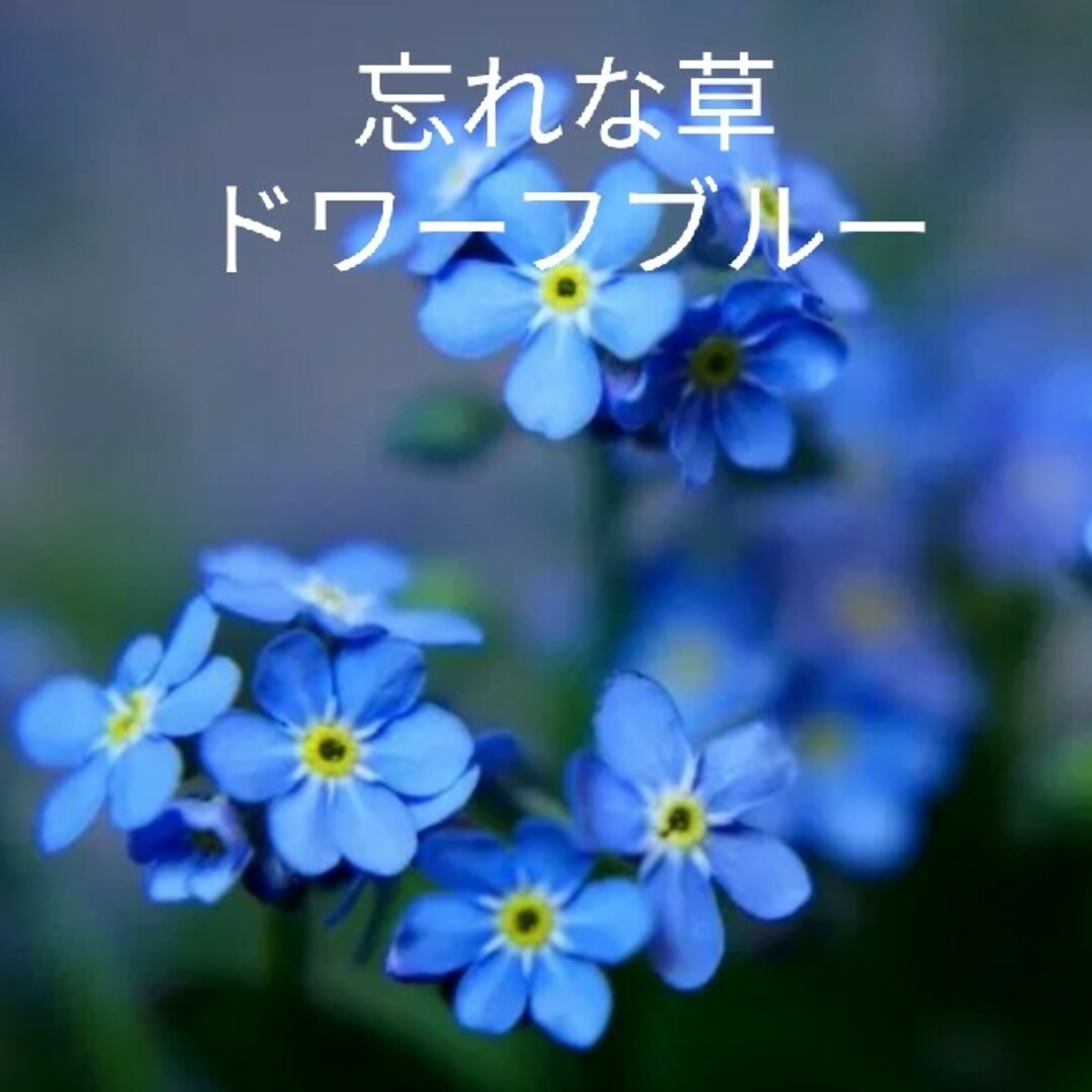 忘れな草ドワーフブルー花種たくさん ハンドメイドのフラワー/ガーデン(プランター)の商品写真