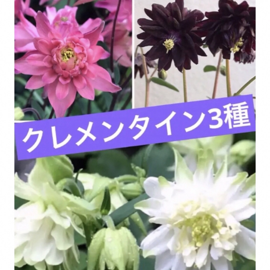 花種子　オダマキ　クレメンタイン　サーモンローズ ハンドメイドのフラワー/ガーデン(その他)の商品写真