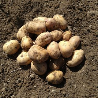 北海道産　インカのめざめ　5キロ(野菜)