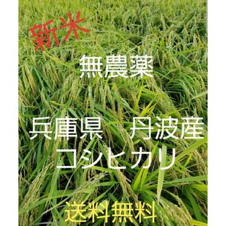 令和5年　兵庫県丹波産 農薬、除草剤不使用　新米コシヒカリ5キロ(米/穀物)