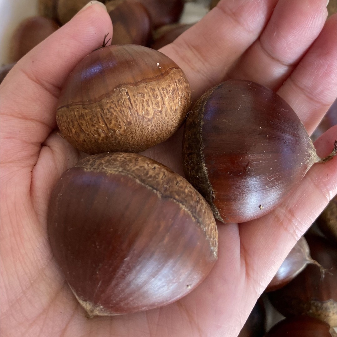 生栗 自然農法 農薬使用無し 総重量900g〜1000g(箱込み)の通販 by カワチャン's shop｜ラクマ