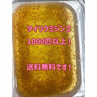 保冷剤同封！タイリクミジンコ1000匹以上！(アクアリウム)