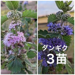 花苗　ダンギク　段菊　　根付き　抜き苗　3苗（ピンク・紫　これから花が咲きます）(プランター)