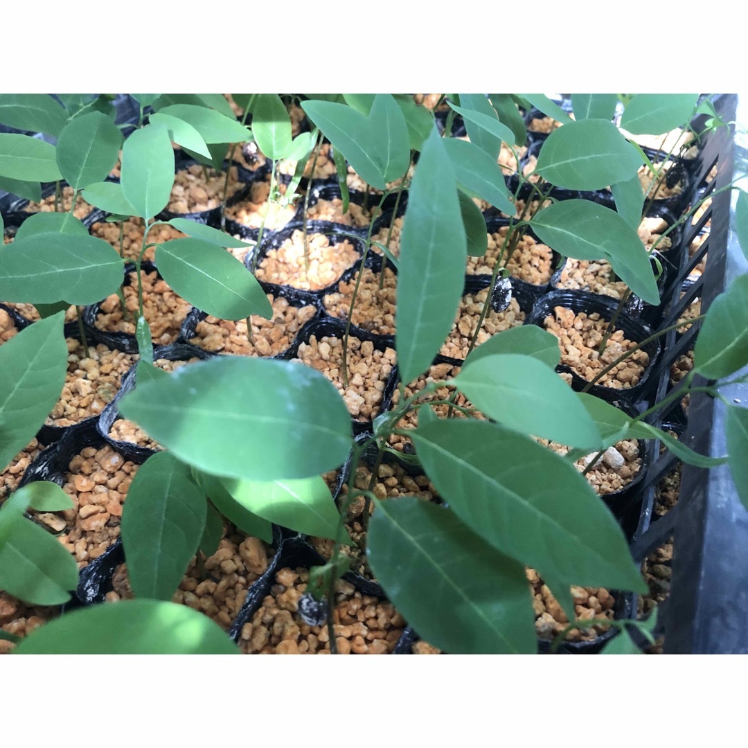 ⭐️⭐️釈迦頭の苗2鉢⭐️⭐️シャカトウ　バンレイシ　シュガーアップル苗木