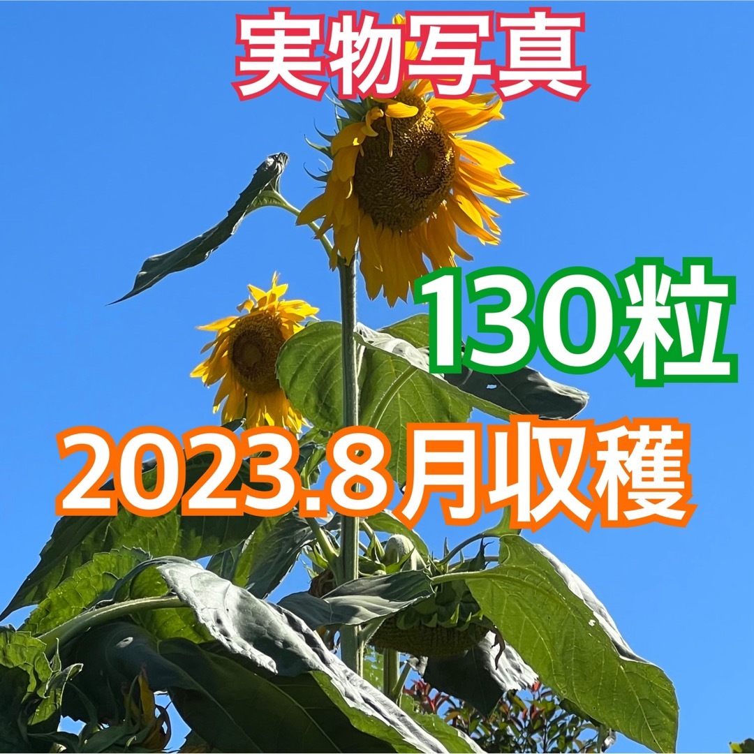 大輪ひまわり ひまわりの種 130粒以上 向日葵 ヒマワリ 種 たね タネ ハンドメイドのフラワー/ガーデン(プランター)の商品写真