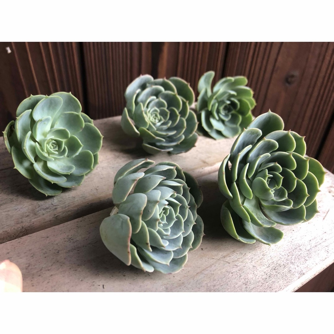 多肉植物 エケベリア 七福神 カット苗 5株 訳ありの通販 by 多肉植物 エケベリア 七福神 カット苗 5株 訳ありの通販 by