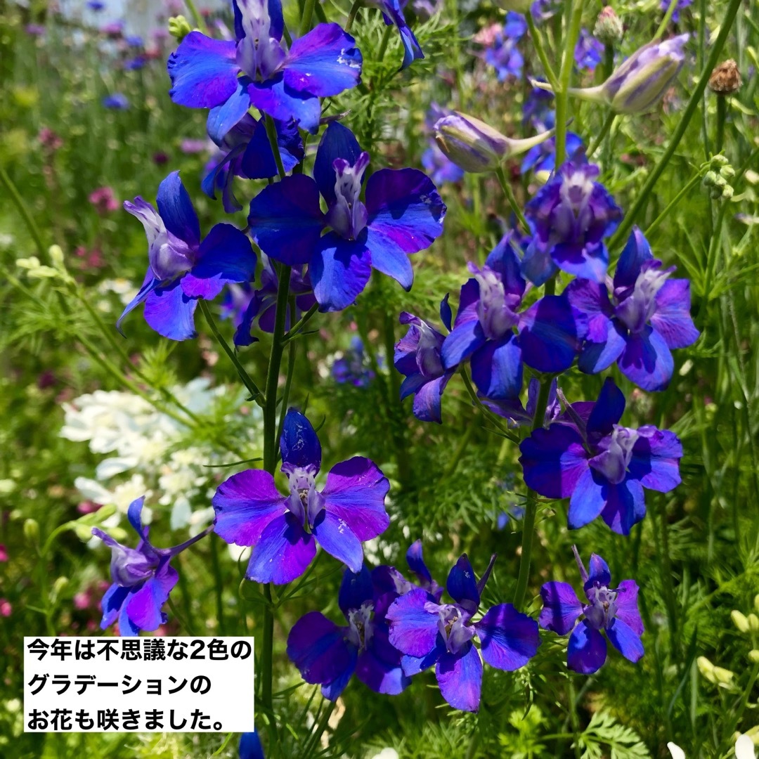 花の種　シノグロッサム（ブルー）オルレア・ホワイトレース　千鳥草（ラークスパー） ハンドメイドのフラワー/ガーデン(その他)の商品写真