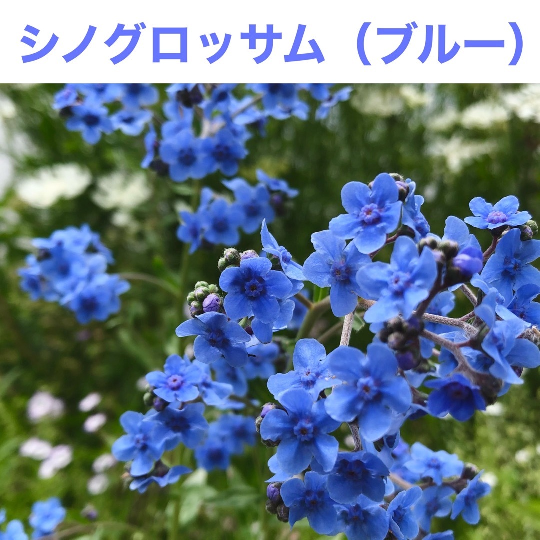 花の種　シノグロッサム（ブルー）オルレア・ホワイトレース　千鳥草（ラークスパー） ハンドメイドのフラワー/ガーデン(その他)の商品写真