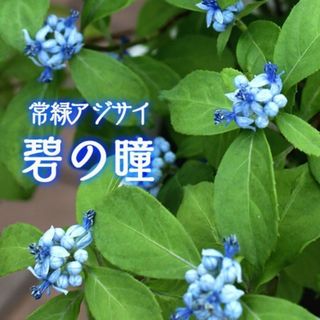 宿根草多年草！常緑で蕾→花→実と一年中楽しめる希少【蒼の瞳】安心メーカー購入苗！(その他)