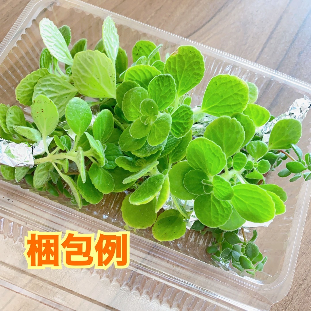 アロマティカス無農薬　多肉植物　根付き　おまけつき ハンドメイドのフラワー/ガーデン(その他)の商品写真