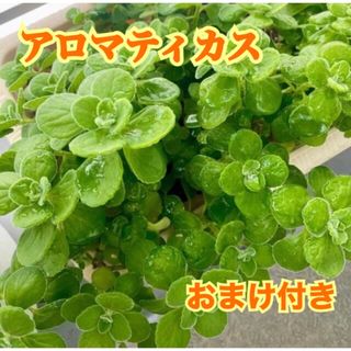 アロマティカス無農薬　多肉植物　根付き　おまけつき(その他)