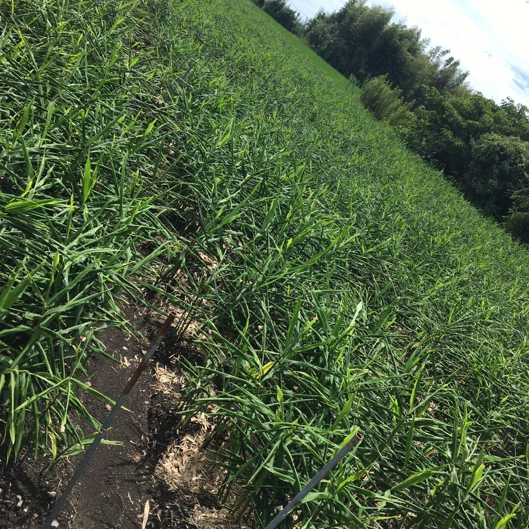 高知県産新生姜 10キロの通販 by 西ファーム|ラクマ 高知県産新生姜 10キロクール代込み
