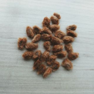 無農薬栽培 綿花の種  茶色 30粒(その他)