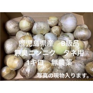 B級品　無農薬 1キロ 無臭ニンニク　タネ用　送料込み　鹿児島県産　無農薬(野菜)