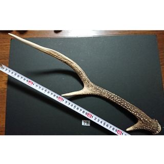 ㉒【美品：約49cm】鹿 角 ツノ つの 素材(その他)