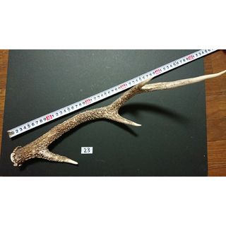 ㉓【美品：約47cm】鹿 角 ツノ つの インテリア等に(その他)